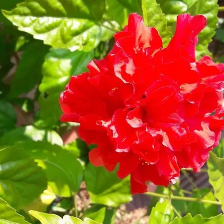 Veronika A - The Beauty Of Hibiscuses Apartment