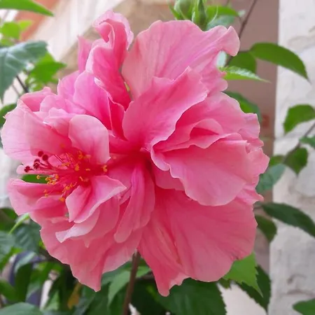 Veronika A - The Beauty Of Hibiscuses Apartment