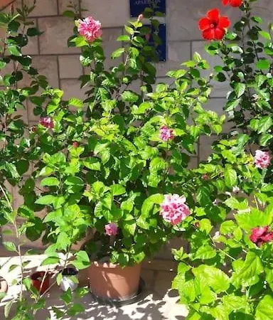 Apartment Veronika A - The Beauty Of Hibiscuses Supetar