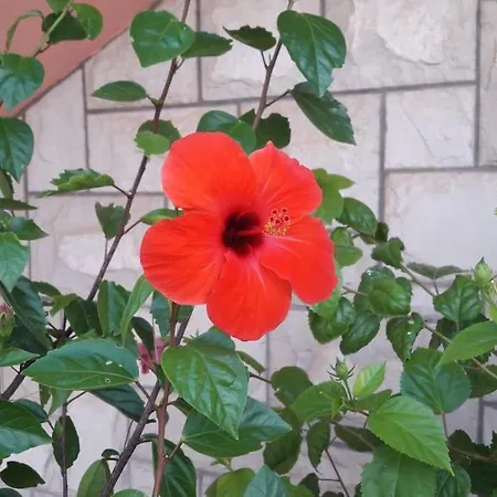 Veronika A - The Beauty Of Hibiscuses